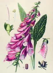 植物ボード、植物: 紫色のデジタル (Digitalis purpurea)