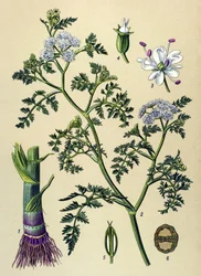 植物ボード、有毒および薬用植物: 水生オエナンテ (Oenanthe aquatica)