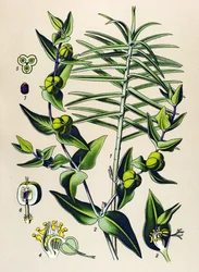 植物ボード、有毒および薬用植物: Euphorbia epurge (Euphorbia lathyris)