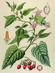 植物図譜、有毒で薬用の植物：セイヨウイヌホオズキ（Solanum dulcamara）