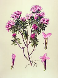 植物板、有毒植物: アルプスのラクダまたはラクダ (Daphne Cneorum)