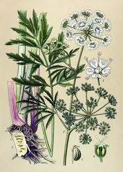 植物ボード、静脈（有毒）および薬用植物：水生ツガ（Cicuta virosa）。