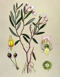 植物板、有毒植物（有毒）：アンドロメダにはポロニウムの葉があります（Andromeda polifolia）