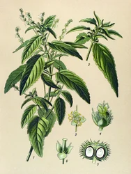 植物板、有毒植物（有毒）：一年生水銀（Mercurialis annua）