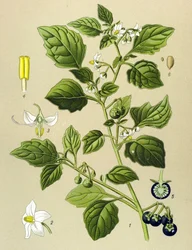 植物図譜、有毒植物：イヌホオズキ（Solanum nigrum）