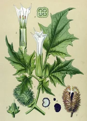 植物図版、有毒植物: チョウセンアサガオまたはシロバナヨウシュチョウセンアサガオ（Datura stramonium）