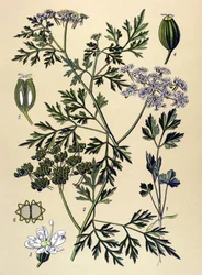 植物ボード、静脈草（有毒）：イヌパセリまたはフェイクパセリ（Aethusa cynapium）