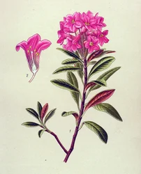植物ボード、静脈草（有毒）：フェルギンス・シャクナゲ（Rhododendron ferrugineum）