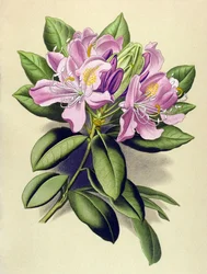 植物ボード、静脈草（有毒）：ポンティックシャクナゲ（Rhododendron pontium）
