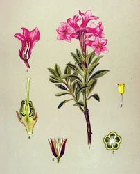 植物ボード、静脈草（有毒）：Rhododendron cilie（Rhododendron hirsutum）