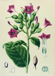 植物板、静脈草（有毒）：観賞用タバコ（Nicotiana tabacum）