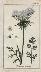 ニンジンの花と葉。ドイツ、ヨハネス・ゾーンの "Icons plantarum medicinalium "より、B.タナーのデッサンによる手彩色銅版画。
