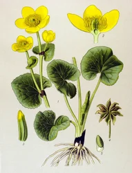 植物の板。 有毒植物: 沼地の個体群 (Caltha palustris)