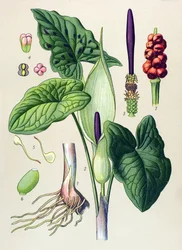 植物の板。 静脈性（有毒）および薬用植物：ステインゲ（Arum maculatum）