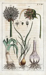 植物学：ネギ、ニンニク、エシャロット - ネギ（Allium pollum 179）、ニンニクの花（Allium sativum 181）、ニンニクの球根（Allium bulb 182）、エシャロット（Allium cepa var. aggregatum, ascalonicum