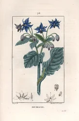 Bourrache officinale - ピエール・ジャン・フランソワ・トゥルパン（1775-1840）のデッサンに基づくランベール・フィルスによるエングレーヴィング、La flore medicale, de Chaumeton, Poiret et Chamberet, Paris 1830より - Borage or starflower, Borago officinalis - ランベール・ジュニアによるエングレーヴィング。