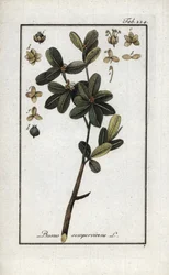 ツゲ（Buxus sempervirens）。オランダ、ヨハネス・ゾーン（1739-1799）の「Afbeelding der Artseny-Gewassen」よりリトグラフ。