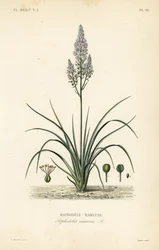 枝分かれしたアスフォデル、Asphodelus ramosus、Asphodele rameuse