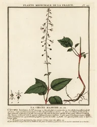 広葉樹エンチャンターのナイトシェード、Circaea lutetiana。