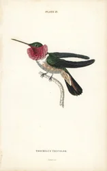 フトオハチドリ、Selasphorus platycercus（三色のハチドリ、Trochilus tricolor）。ウィリアム・リザーズによる手彩色鋼版画。サー・ウィリアム・ジャーディンの『ナチュラリスツ・ライブラリー：鳥類学：ハチドリ』第2巻より、エディンバラ、W.H.リザーズ