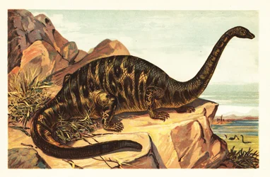ブロントサウルス エクセルスス、巨大な四足動物の絶滅種 sau1908 (リトグラフ)