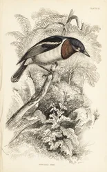 ブラウン・スロート・ワット・アイ、Platysteira cyanea（ショー・トーディ、Platystera lobata）。Sir William Jardine