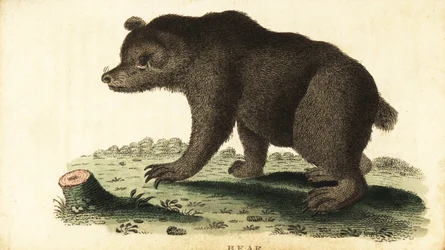 ヒグマ、Ursus arctos.、1800 年 (彫刻)