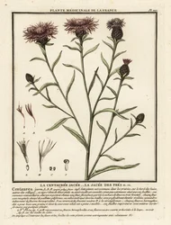 茶色のヤグルマギク、Centaurea jacea。