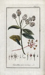 カリフォルニア・ライラック。オランダ、ヨハネス・ゾーン（1739-1799）作 "Afbeelding der Artseny-Gewassen "からのリトグラフ。