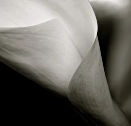 Callalily』2015年（モノクロ写真）