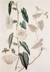 Calystegia sepium/Convolvulus sepium/Hedge Bedding