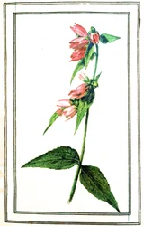 カンパニュラ・コモン