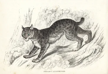 カナダオオヤマネコ。Georg Friedrich Treitschke