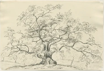 Cannock Chase：ペンと鉛筆の描画、nd [？19セント]