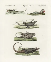 マダガスカルアマツバメ（Madagascar lezard）Oplurus cuvieri 2、ヤマカガシトカゲ（lezard a horn）Phrynosoma orbiculare 3、ジャマイカアノール（Jamaique lezard）Anolis garmani 4、グリーンアノール（Green ano