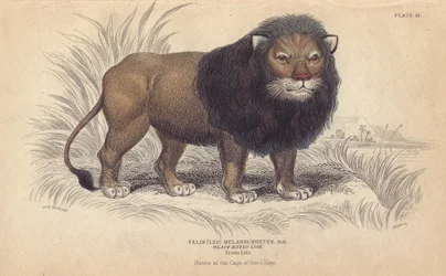 ケープ・ライオン。ウィリアム・ジャーディン卿が1834年にエディンバラ（スコットランド）で出版した "Bibliotheque naturaliste, mammals, les felins "のために、チャールズ・ハミルトン・スミスのデッサンを基にしたウィリアム・リザースのリトグラフ。