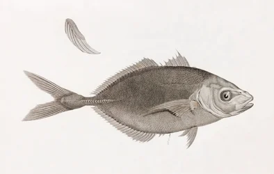 Caranx Lune、クローズアップ