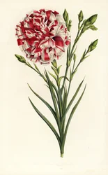 カーネーションの雑種、ルイ・ナポレオン、ダイアンサス・カリオフィルス。Louis van HoutteとCharles Lemaireの「Flowers of the Gardens and Hothouses of Europe, Flore des Serres et des Jardins de l