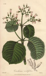 カルタヘナの樹皮、Cinchona cordifolia
