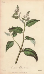 Cascarilla (Croton eleuteria) - ジョン・チャーチルによってロンドンで1年に出版されたジョン・ステファンソンとジェームズ・モース・チャーチルによる「医学植物学、ロンドン、エディンバラ、ダブリンの薬用植物の説明」の挿絵のためのウィリアム・クラークによる強い水。