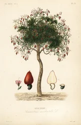 カシューツリーまたはカシューナッツツリー、Anacardium occidentale、Anacarde