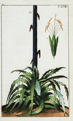 世紀の植物、アガベ アメリカーナ。