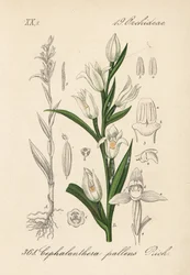 Cephalanthere has epe or long-leaved - Sword-leaved helleborine, Cephalanthera longifolia (Cephalanthera pallens).Diederich von Schlechtendal