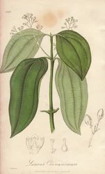 セイロンフルーティングマシン（Cinnamomum verum） - ジョン・ステファンソンとジェームズ・モース・チャーチルによる「Medical Botanical, Description of Medicinal Plants of London, Edinburgh, and Dublin」を説明するためのウィリアム・クラークによる強い水。
