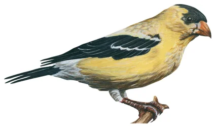 Chardonneret jaune, canari sauvage - Goldfinch (Carduelis tristis)   1439136   ja       japanese Successfully Translated  Original: Untitled Translat: Untitled 1455627 ja japanese Successfully Translated Original: Group of Black, as imported to be sold for