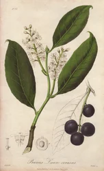 チェリーローレル、またはローレルアーモンド、またはローレルパメ、またはトレビゾンドローレル（Prunus Lauro-cerasus） - ジョン・ステファンソンとジェームズ・モースによる「医学植物学、ロンドン、エディンバラ、ダブリンの薬用植物の説明」の挿絵のためにウィリアム・クラークが流出させた。