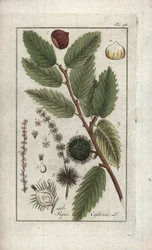 栗（Castanea sativa）。オランダ、ヨハネス・ゾーン（1739-1799）作 "Afbeelding der Artseny-Gewassen "のリトグラフ。