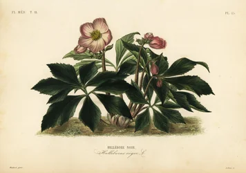 クリスマスローズ、ブラックヘレボア、Helleborus niger