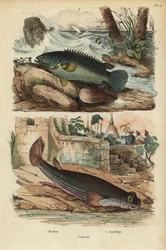 クライミングパーチ（Anabas testudineus）1、フォーアイドフィッシュ（Anableps anableps）2
