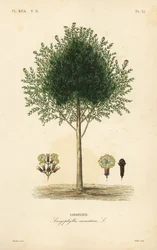 クローブの木、Syzygium aromaticum、Caryophyllus aromaticus、Giroflier